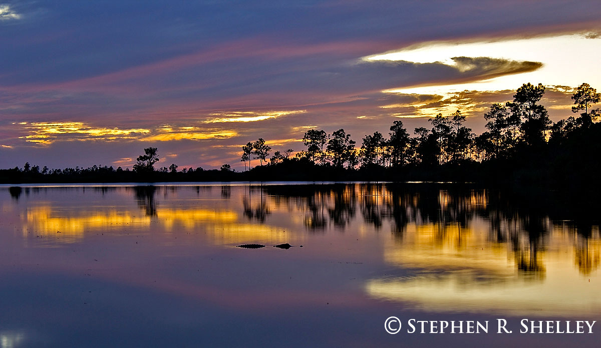 Pine Glades Lake Alligator